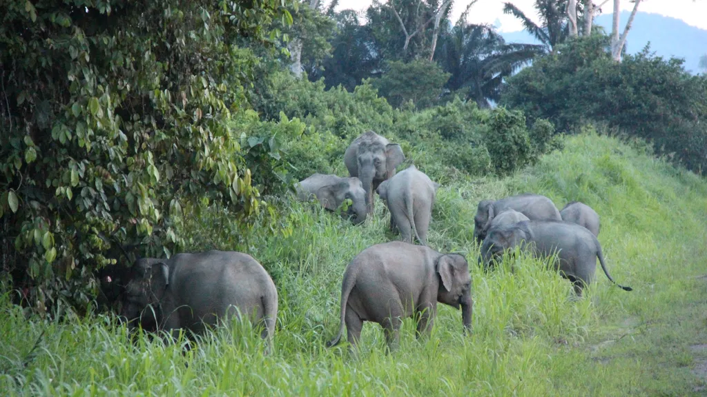 Pengalaman Pemerhatian Hidupan Liar di Tabin Wildlife