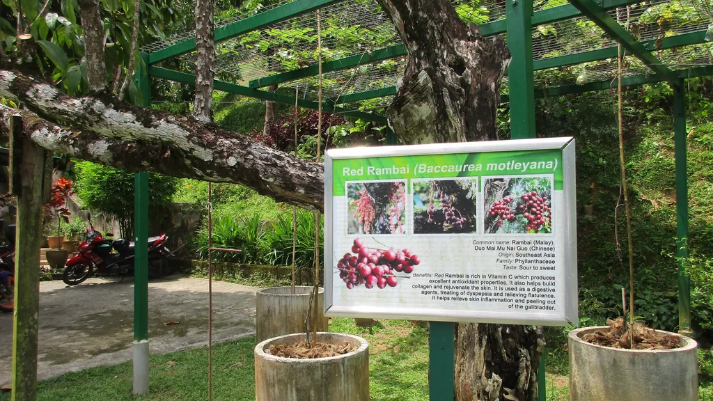 Pengalaman Tur Ladang dan Edukasi di Tropical Fruit Farm