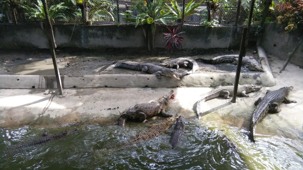 Pertunjukan dan Demonstrasi Buaya yang Mendidik di Taman Buaya Sandakan