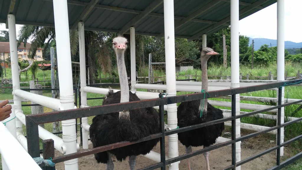 Produk Dari Burung Unta di Jelita Farm