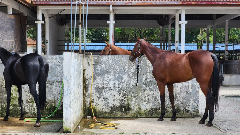 Program Latihan untuk Semua Tahap Pengendara di Taman Equestrian