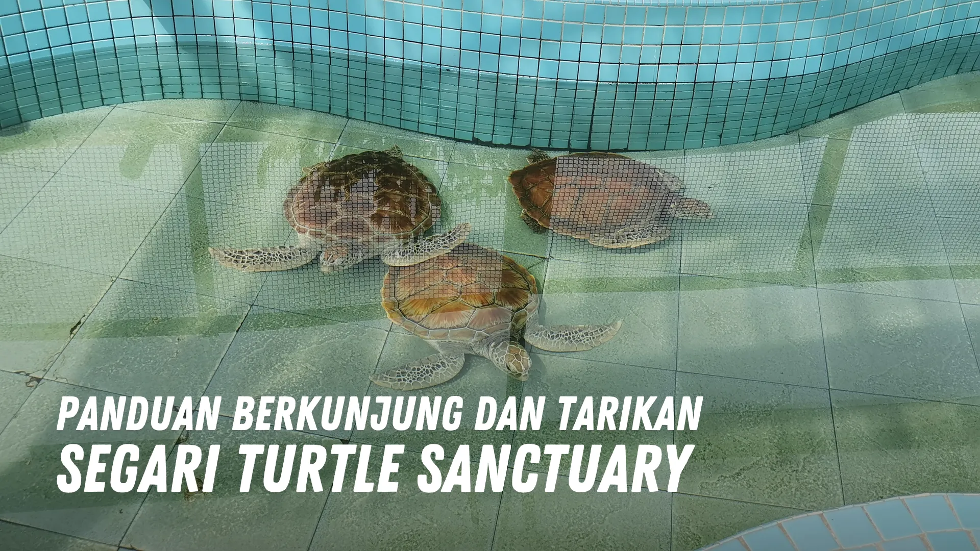 Review Segari Turtle Sanctuary Malaysia