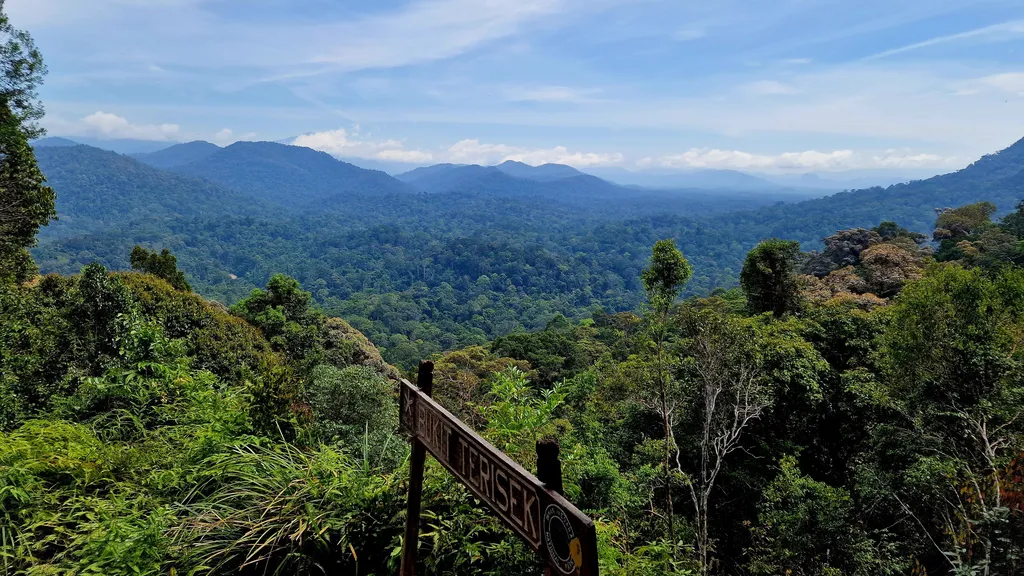 Aktivitas Jungle Trekking di Taman Negara