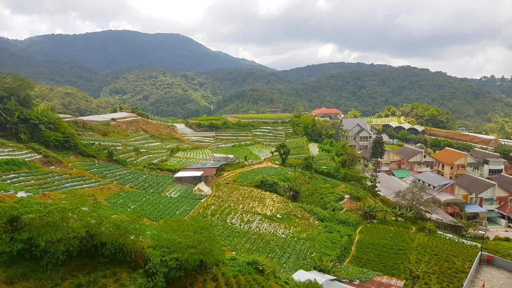 Destinasi Menarik Cameron Highland Agrotourism Cameron Highlands