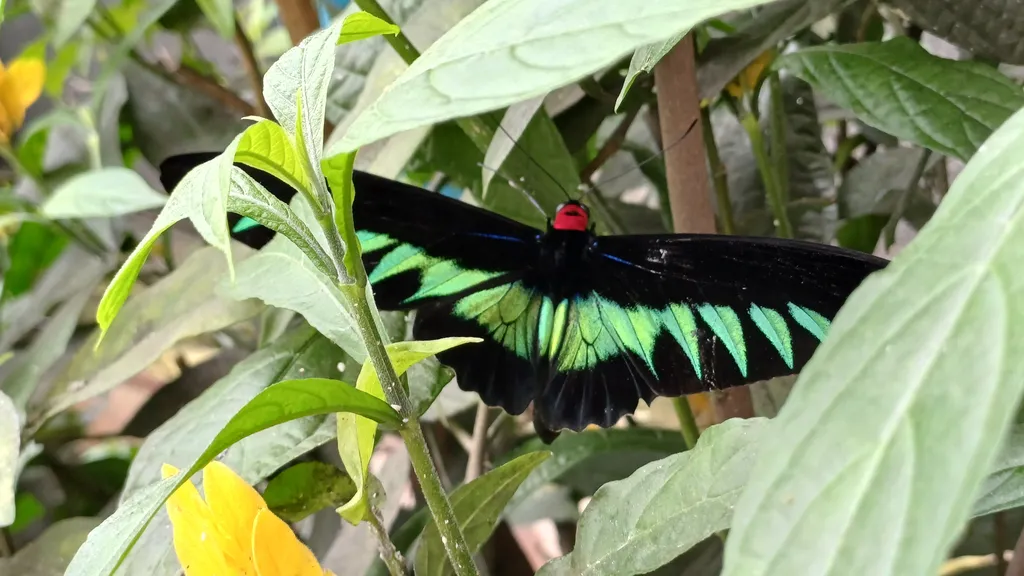 Destinasi Menarik Cameron Highland Bertam Valley Butterfly Farm