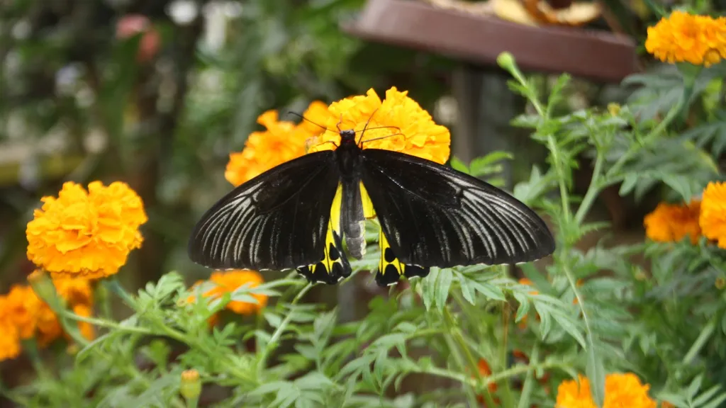 Destinasi Menarik Cameron Highland Cameron Highlands Butterfly Farm