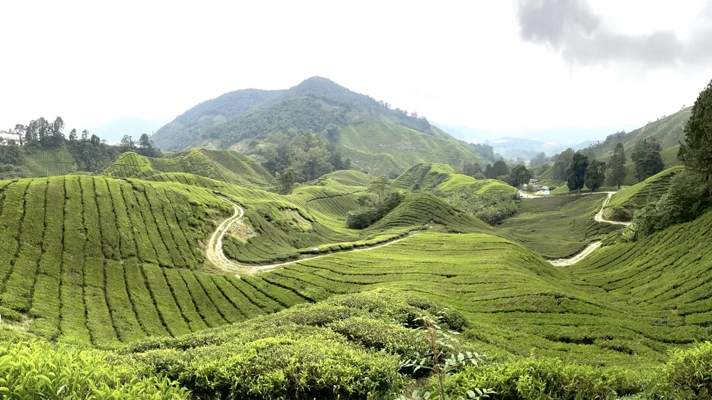 Destinasi Menarik Cameron Highland Gunung Brinchang