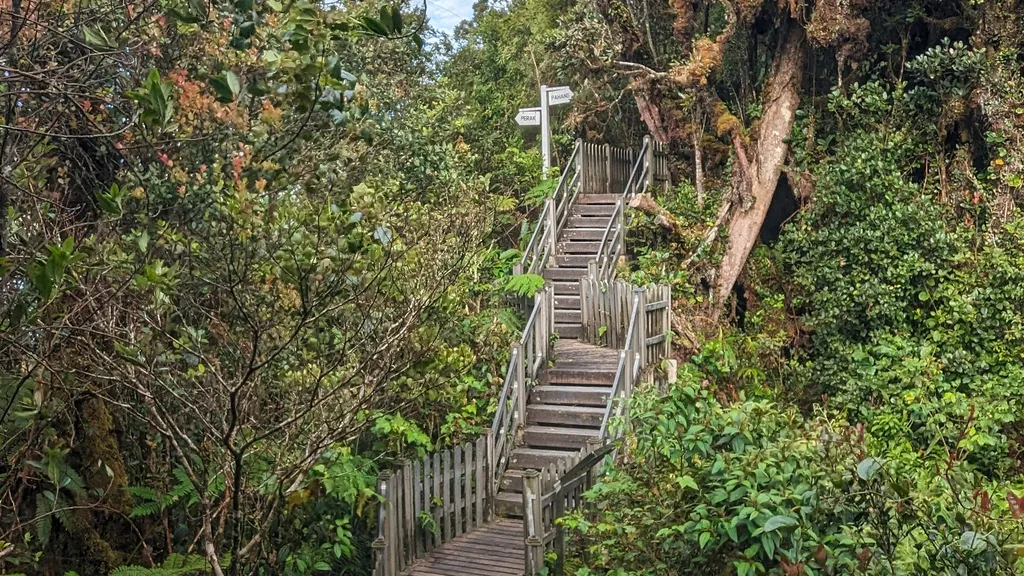 Destinasi Menarik Cameron Highland Mossy Forest