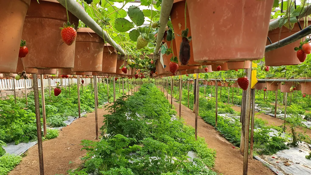 Destinasi Menarik Cameron Highland Strawberry Park