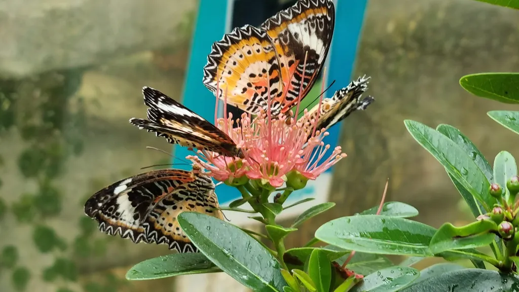 Entopia Penang Hill Butterfly Farm