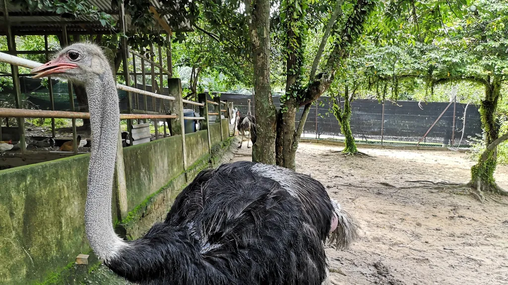 Tempat Cuti PD Ostrich Show Farm
