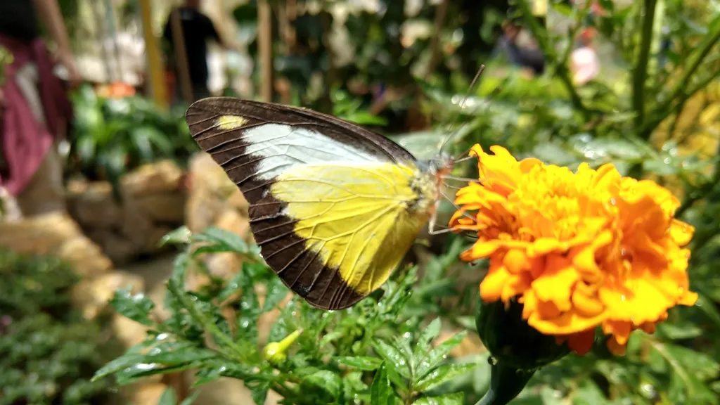 Bertam Valley Butterfly Farm