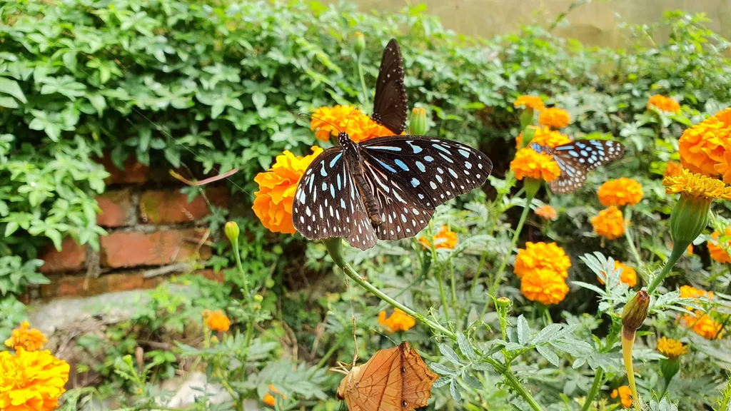 Cameron Highlands Butterfly Farm 1