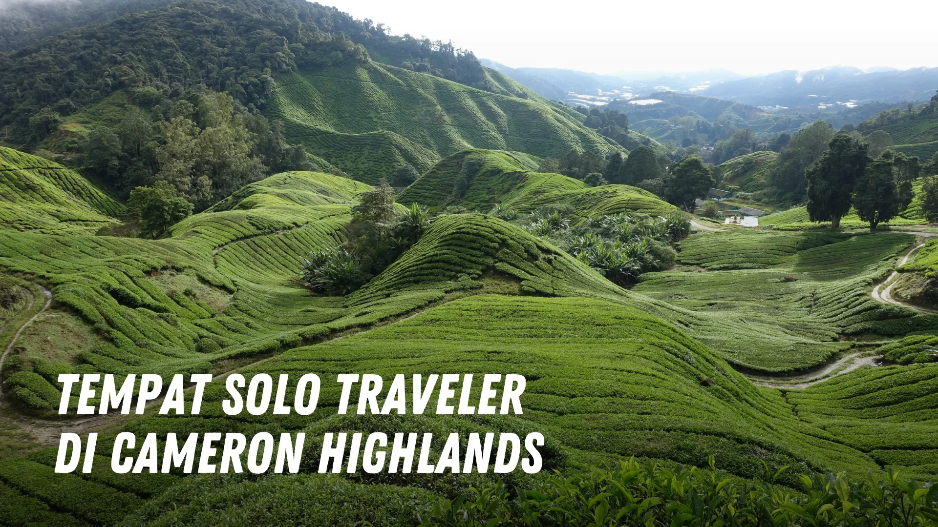 Tempat solo traveler di Cameron Highlands Malaysia