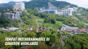 tempat instagrammable di Cameron Highlands Malaysia