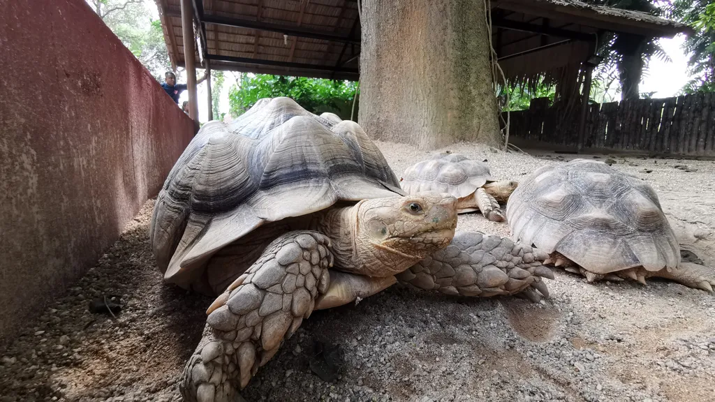 Berinteraksi Langsung di Petting Zoo