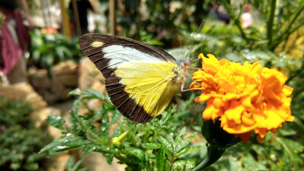 Bertam Valley Butterfly Farm