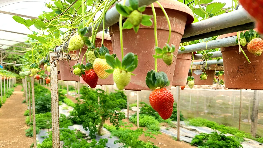 Destinasi Mesra Keluarga di Cameron Highlands Strawberry Park