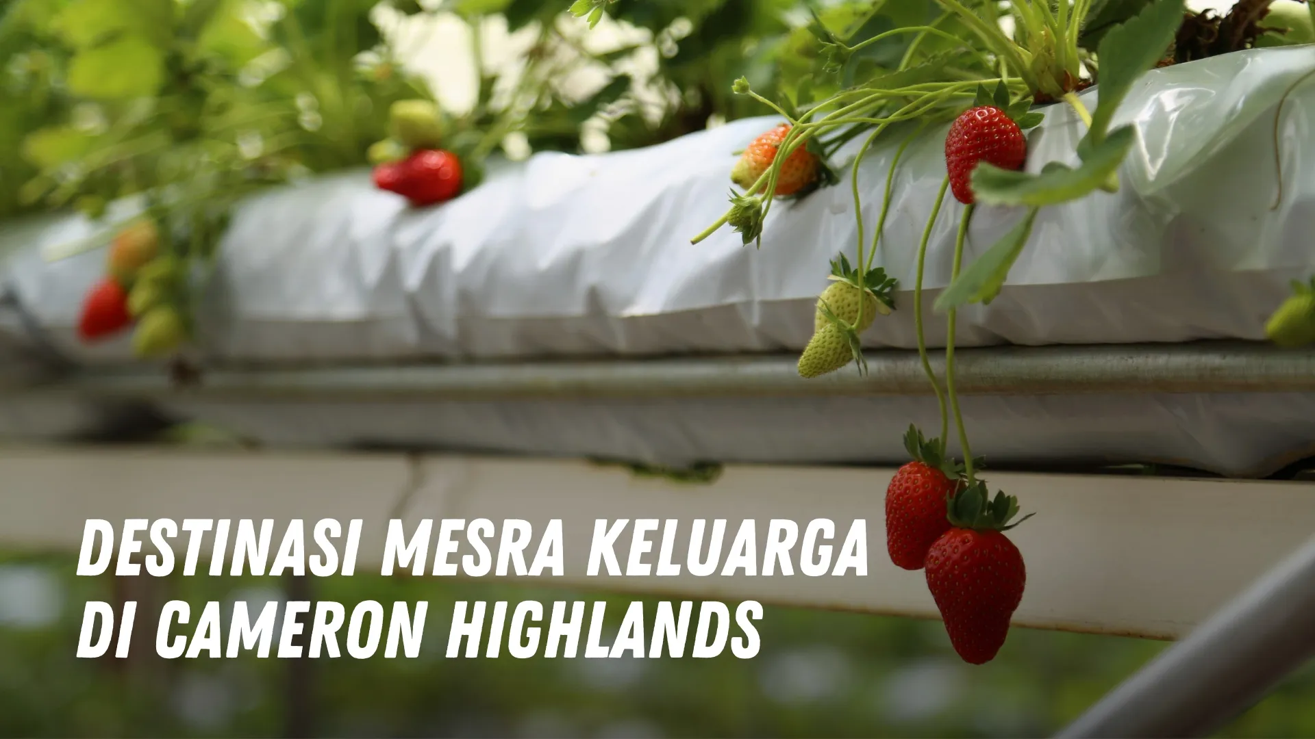 Destinasi mesra keluarga di Cameron Highlands