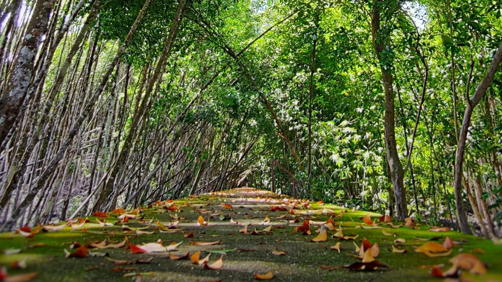 Keajaiban Alam Kuala Selangor Kuala Selangor Nature Park