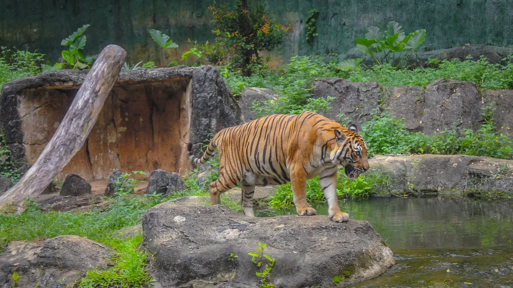 Pakej Zoo Melaka Night Safari