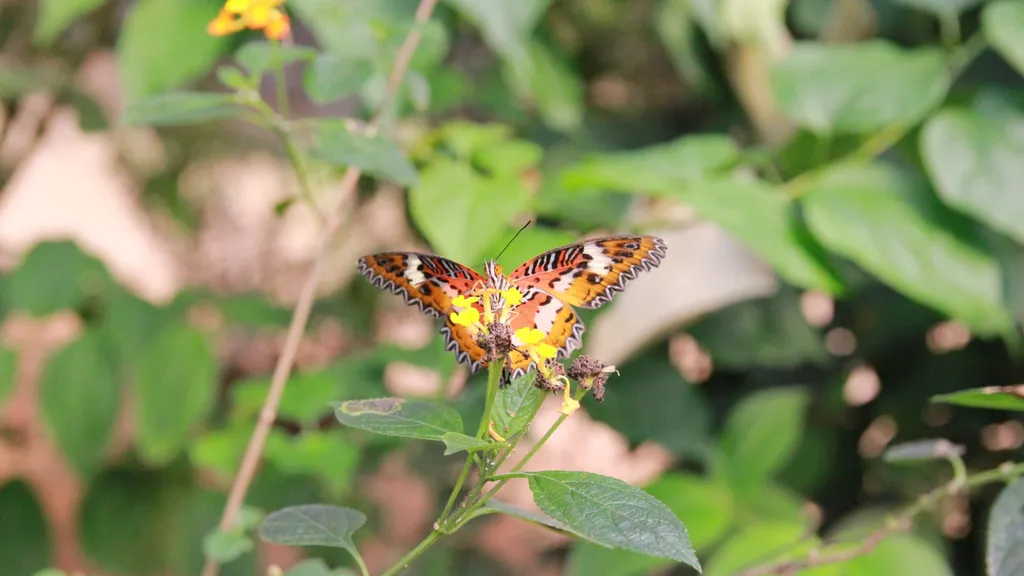 Zoo dan Kehidupan Liar di Genting Highlands